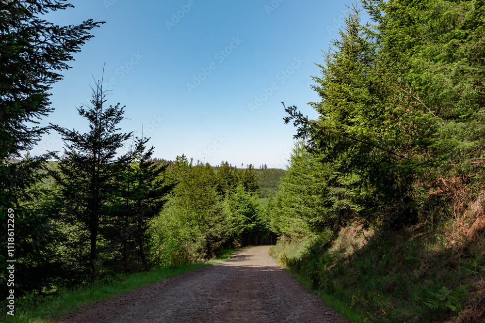 dirt road through the forest dirt road through the forest