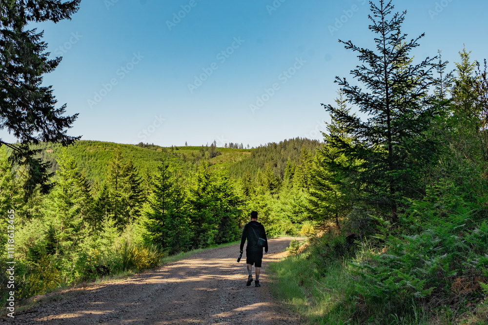 Fototapeta premium man walking down dirt road through an evergreen pine tree forest 