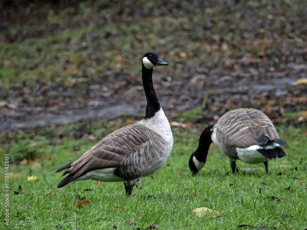 canadian goose on the beach canadian goose on the beach
