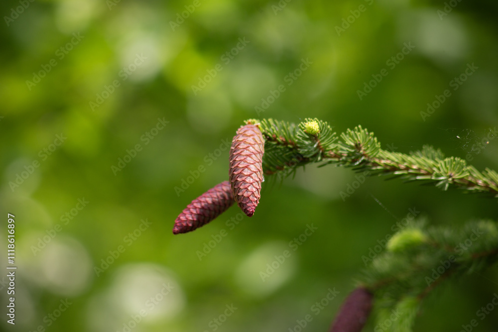 Light green spring background with a fir branch with crimson pine cones on a blurred forest background in May in the vicinity of Bad Sooden Allendorf in Germany. High quality photo Light green spring background with a fir branch with crimson pine cones on a blurred forest background in May in the vicinity of Bad Sooden Allendorf in Germany. High quality photo