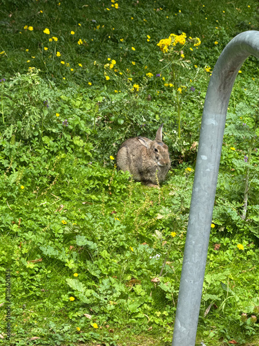 squirrel in the park