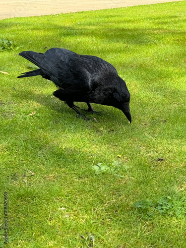 crow on the grass