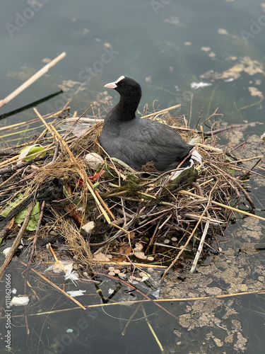 Black Coot Water Bird on Nest with Reeds