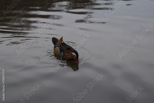 duck swimming in the water