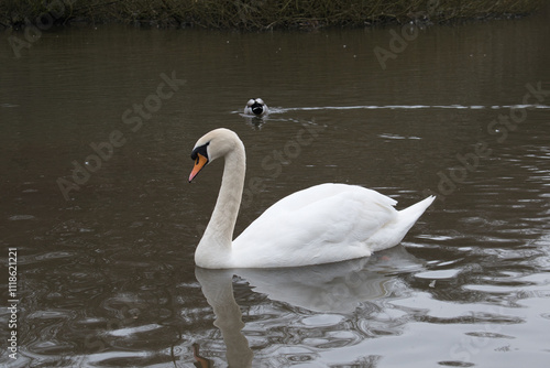 swan on the lake