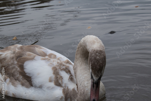 two swans in the lake
