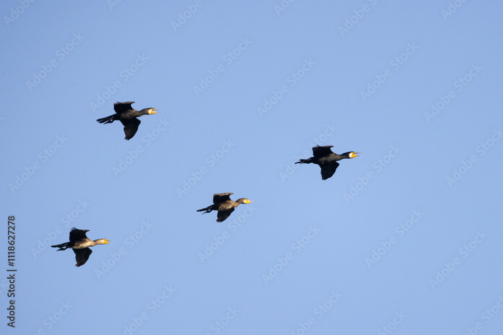 Obraz premium vier fliegende Kormorane