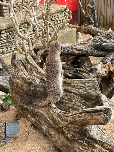 Meerkat sentinel standing on log, alert pose at UK wildlife park, England