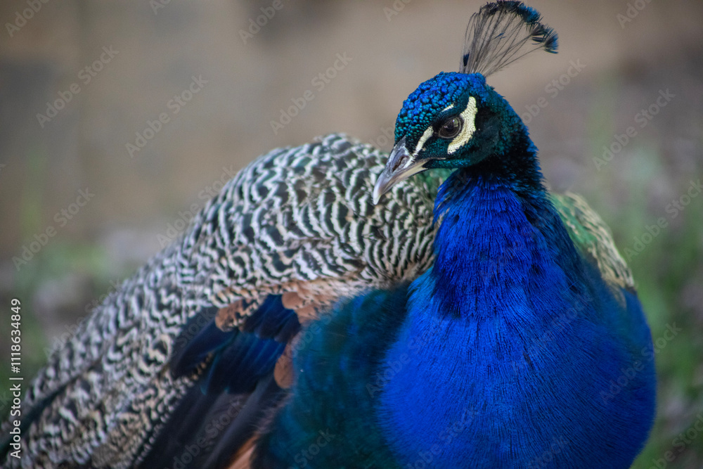 Fototapeta premium A close-up of a peacock