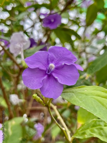 Purple Flower