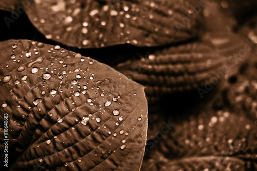 Close-up of water droplets on large textured leaves, showcasing earthy tones. Beautiful depiction of nature's detail and tranquility. Demonstrating color of 2025 year.