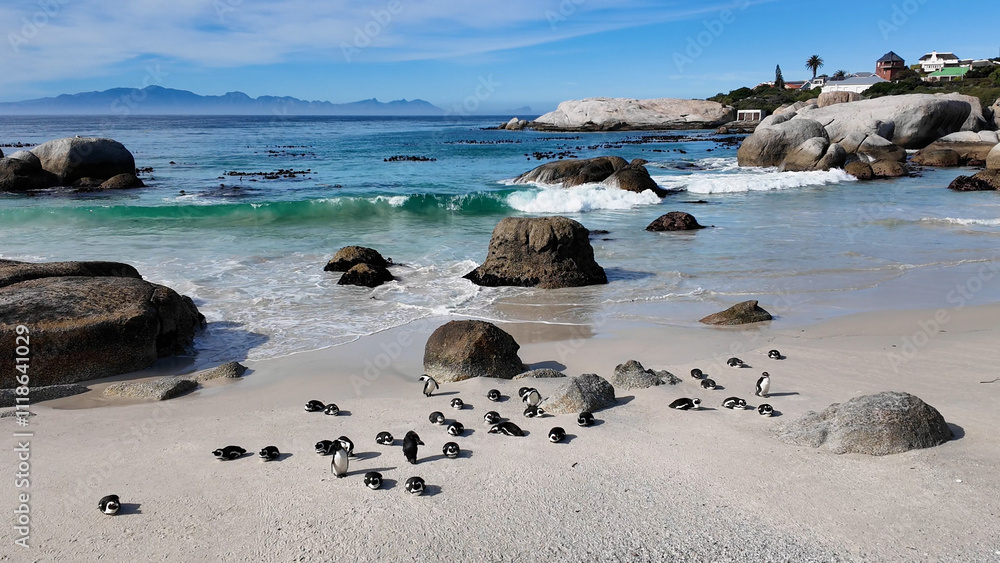 Boulders Beach At Cape Town In South Africa. Penguin Colony Scene. Wild Animals. Beach Landscape. Boulders Beach At Cape Town In South Africa. Seascape View. Wildlife Marine Animal. Boulders Beach At Cape Town In South Africa. Penguin Colony Scene. Wild Animals. Beach Landscape. Boulders Beach At Cape Town In South Africa. Seascape View. Wildlife Marine Animal.
