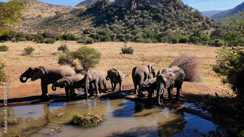 Safari Tour At Etosha National Park In Namibia. African Animals Landscape. Safari Skyline Trip. Etosha National Park In Namibia. Big Five Animals. Wildlife Safari.