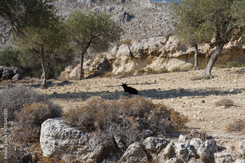 goat from  Rhodes , Greece photo