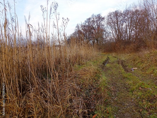 Straight field road next to a reservoir overgrown with dry reeds. Beautiful autumn field landscape.