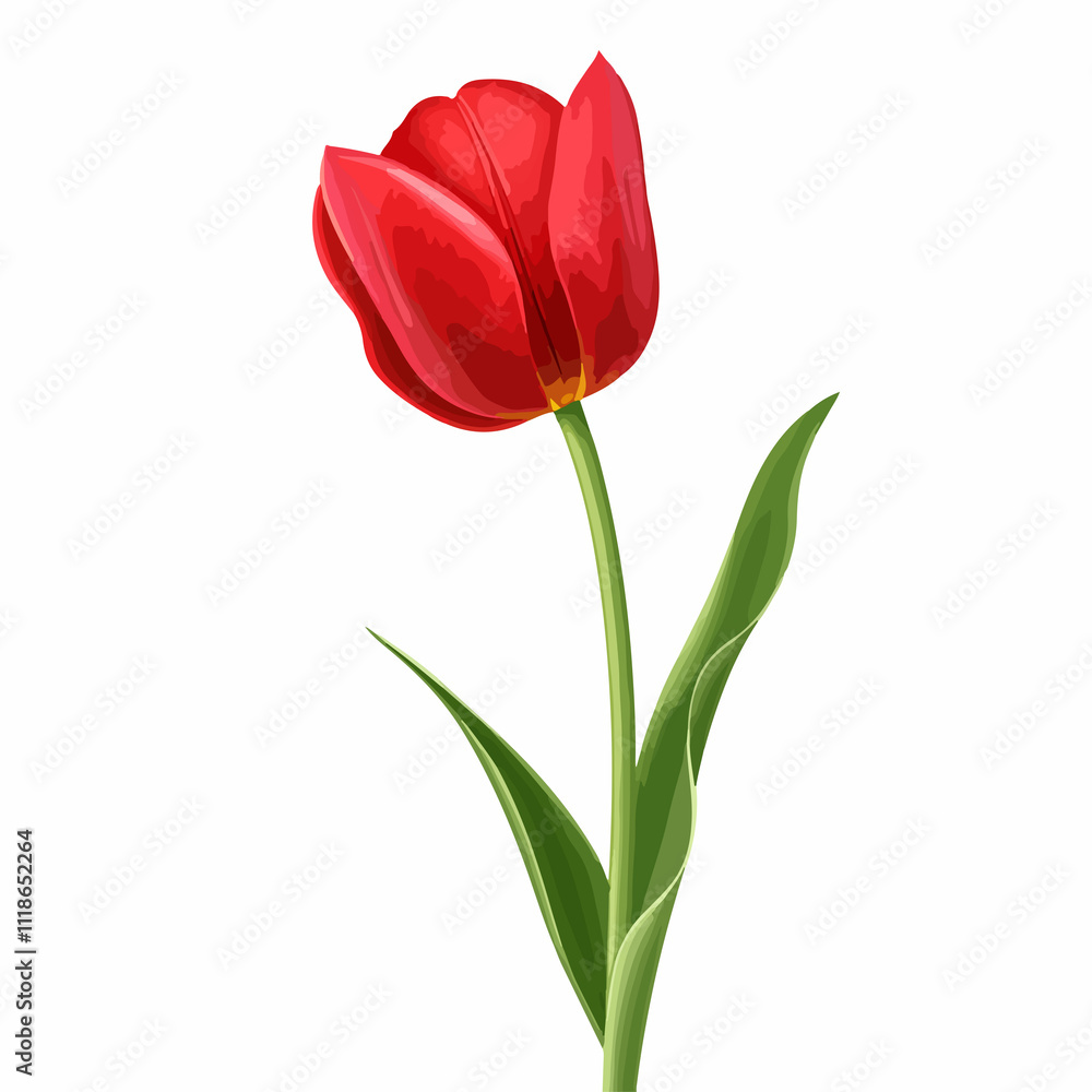 Vibrant Red Tulip Bud on Green Stem - Close-up Blooming Flower Photography Vibrant Red Tulip Bud on Green Stem - Close-up Blooming Flower Photography