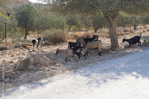 goat from  Rhodes , Greece photo