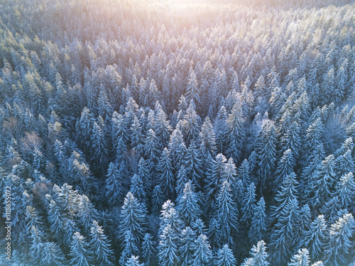 Beautiful winter forest shot from above by drone.