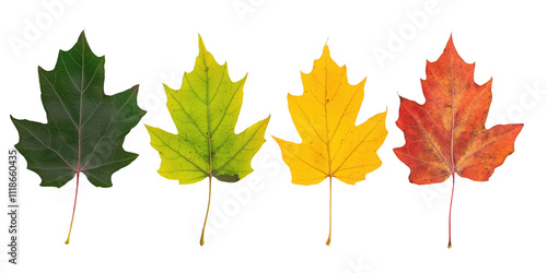 Translucent PNG Image of Four Maple Leaves in Autumn Colors: Green, Yellow, Orange, and Red - Perfect for Seasonal Design Projects