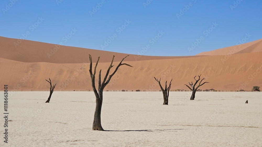 Sossusflei is home to the famous Dead Valley, famous for the skeletons of dead trees Sossusflei is home to the famous Dead Valley, famous for the skeletons of dead trees
