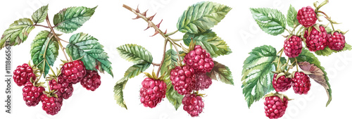 Raspberry fruit and green leaves isolated on transparent background, watercolor old botanical vector illustration for print materials