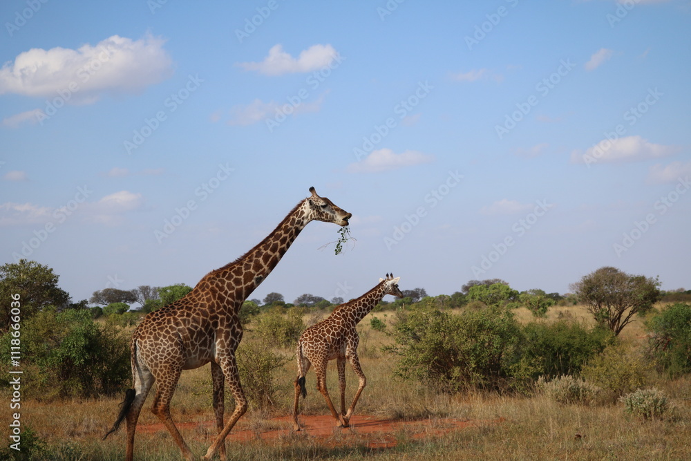 Obraz premium Kenya 2017-wildlife