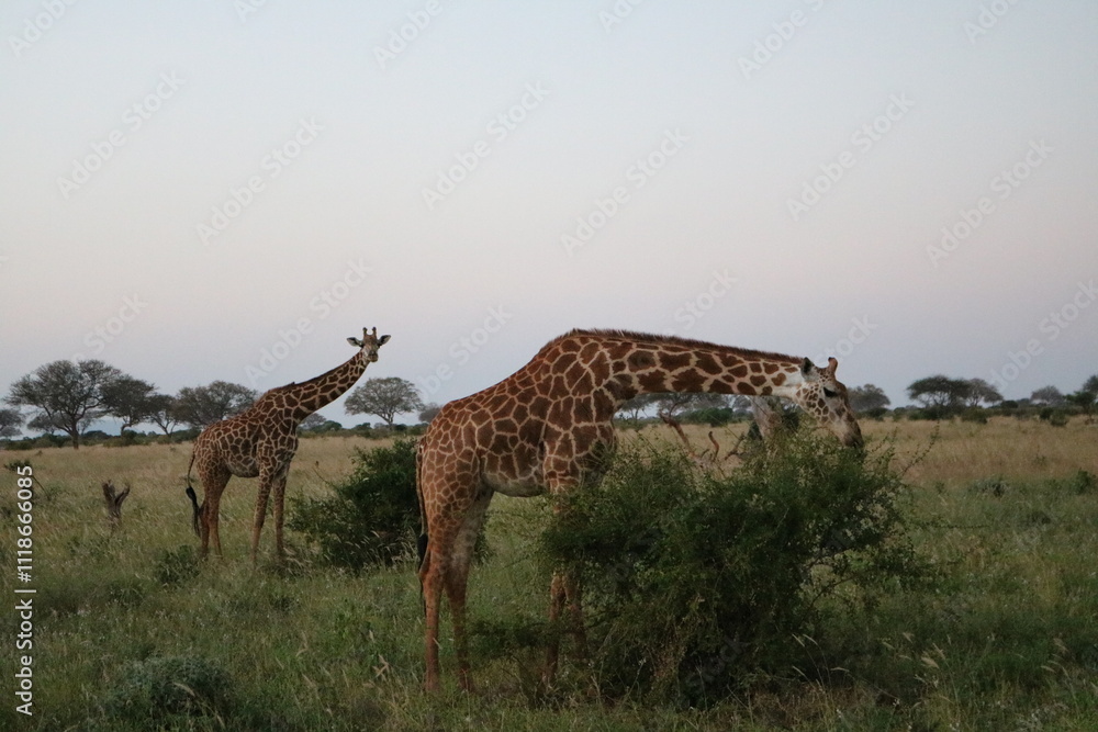 Fototapeta premium Kenya 2017-wildlife