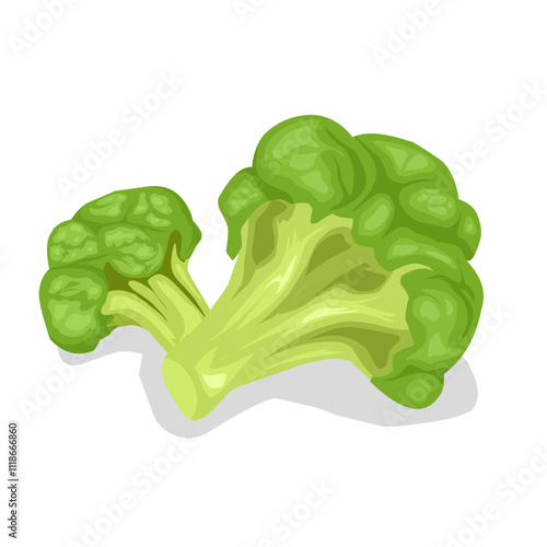 Broccoli vegetable isolated 