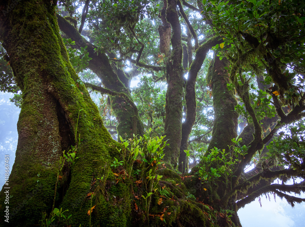 Mystical misty forest, Seixal, Madeira