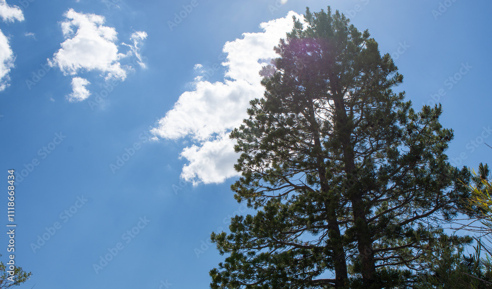 Obraz premium sky and tree