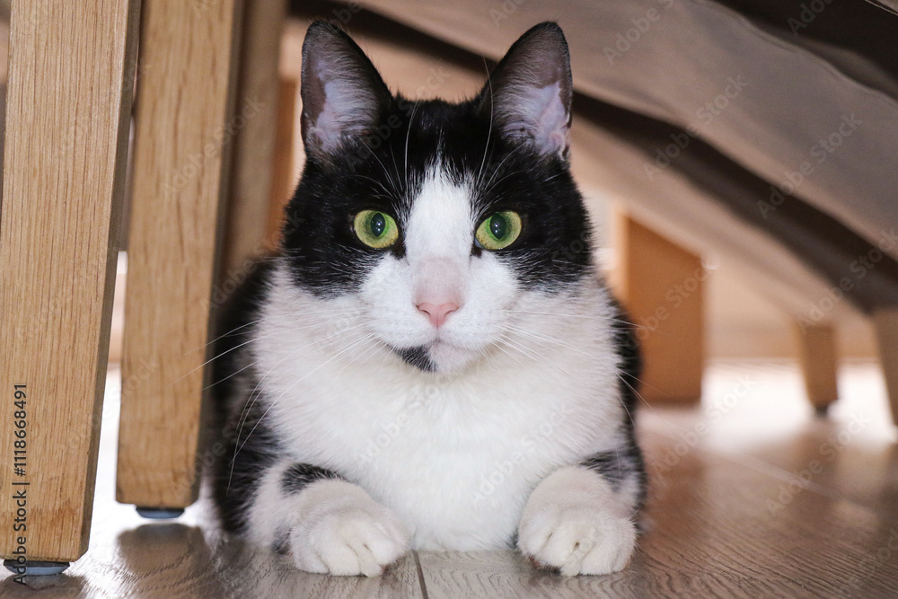 A Striking Black and White Cat Keeping Watch from Its Corner Perch A Striking Black and White Cat Keeping Watch from Its Corner Perch