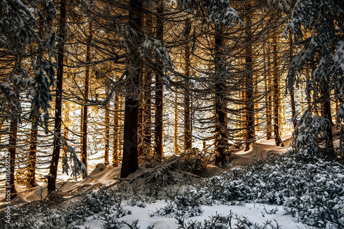 Fototapeta Naklejka Na Ścianę i Meble -  słońce w lesie