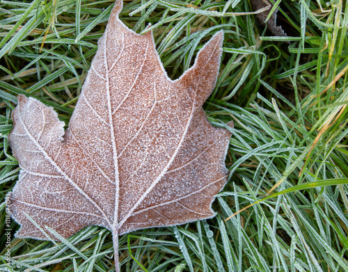 autumn leaf with frost on the grass