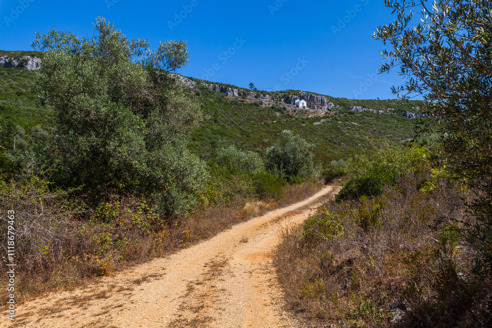A winding dirt path leading through a lush, green forest with a clear blue sky in the background A winding dirt path leading through a lush, green forest with a clear blue sky in the background