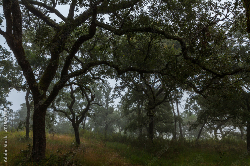 A misty forest scene with tall trees shrouded in fog, creating a mysterious and ethereal atmosphere A misty forest scene with tall trees shrouded in fog, creating a mysterious and ethereal atmosphere