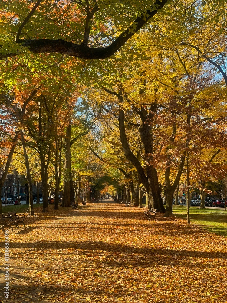 Naklejka premium autumn in the park