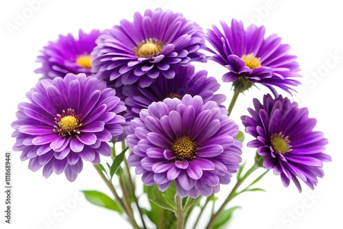 purple flowers isolated on White background