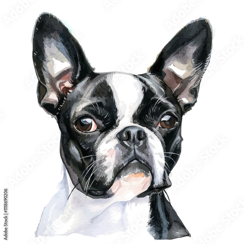 A watercolor painting of a Boston Terrier, isolated on a white background. Boston Terrier vector.