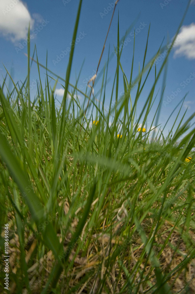 Green meadow with blue sky Green meadow with blue sky