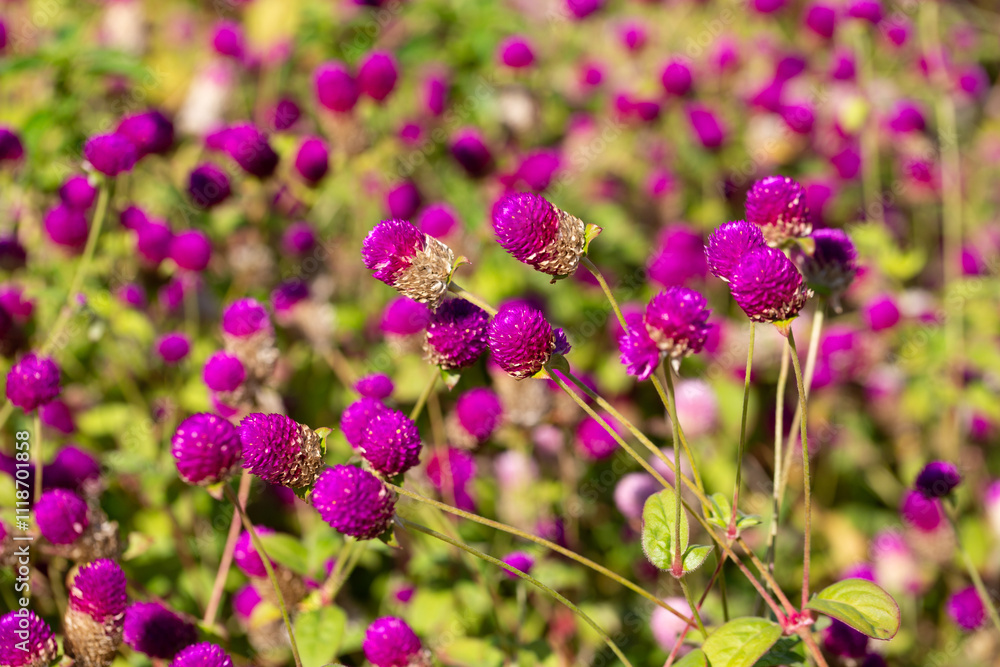 Close up of Gomphrena globosa in shallow focus, commonly known as globe amaranth is an edible flower to relieve prostate and reproductive problems. Close up of Gomphrena globosa in shallow focus, commonly known as globe amaranth is an edible flower to relieve prostate and reproductive problems.