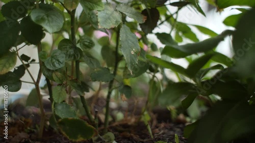 green apple tree