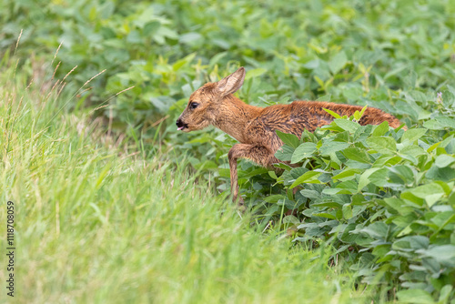 Reh kommt aus einem Feld auf eine Wiese heraus photo