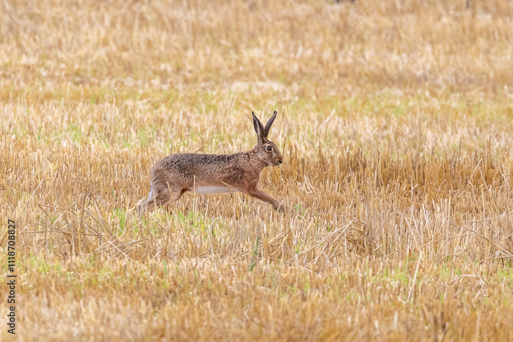 Naklejka premium Hase läuft über ein Feld