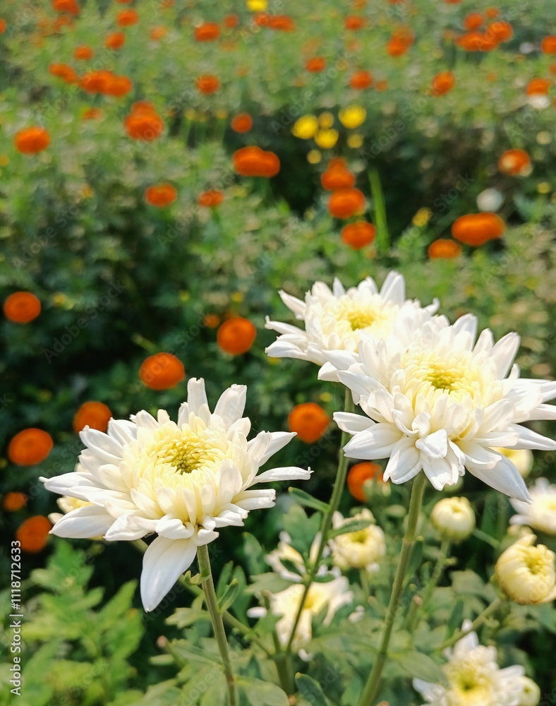 Fototapeta premium Chrysanthemum. 