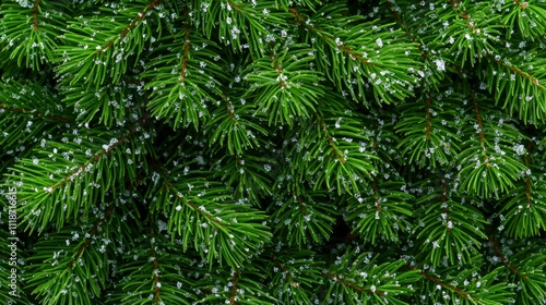 Lush Green Pine Needles Covered in Delicate Snowflakes