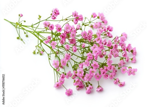 pink gypsophila flowers closeup on white background