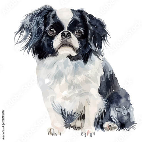 A watercolor drawing of a Japanese Chin, isolated on a white background. Japanese Chin vector.