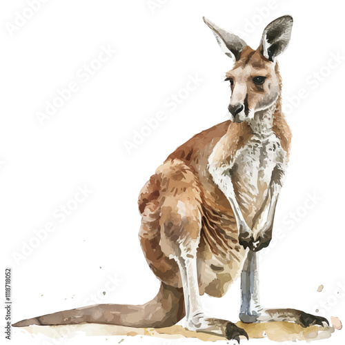 A watercolor of a Kangaroo, isolated on a white background. Kangaroo vector.