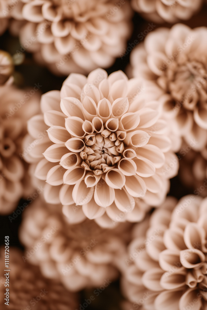 macro of beautiful dahlias in muted mocha brown color, 2025 trend macro of beautiful dahlias in muted mocha brown color, 2025 trend