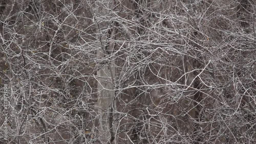 snow and tree branches in the snow snow and tree branches in the snow